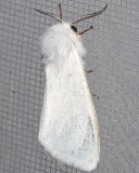 8140 Fall Webworm Moth (Hyphantria cunea)