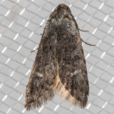 2319 Crescent-marked Bondia (Bondia crescentella)