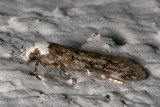 1067 White-shouldered House Moth (Endrosis sarcitrella)