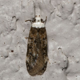 1067 White-shouldered House Moth (Endrosis sarcitrella)