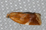 3682 WhiteTriangleTortrix(Clepsispersicana)