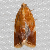 3682 White Triangle Tortrix (Clepsis persicana)
