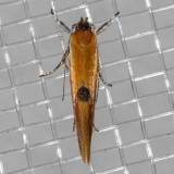 1049 Batia lunaris (Batia lunaris)