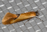 1049 Batia lunaris (Batia lunaris)