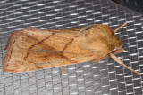 10607 V-lined Quaker Moth (Zosteropoda hirtipes)