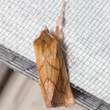 10607 V-lined Quaker Moth (Zosteropoda hirtipes)