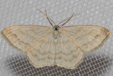 7164 Simple Wave (Scopula junctaria)