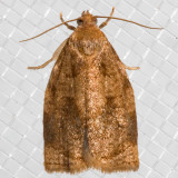 3650 Rose Tortrix Moth (Archips rosana)