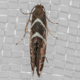 2339  (Glyphipterix bifasciata)