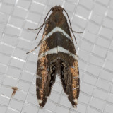 2339  (Glyphipterix bifasciata)