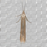 1283 (Coleophora cretaticostella) (T)