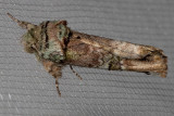 8007 Unicorn Caterpillar Moth (Schizura unicornis)