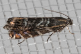 3752 (Thaumatographa youngiella)