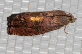 3494 Filbertworm Moth (Cydia latiferreana)