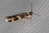 1134 Four-spotted Yellowneck Moth(Oegoconia novimundi)