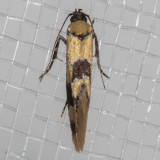 1045 Decantha stonda (Decantha stonda)