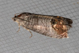 3492 Codling Moth (Cydia pomonella)