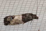 2906 Eye-spotted Bud Moth (Spilonota ocellana)