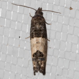 2906 Eye-spotted Bud Moth (Spilonota ocellana)