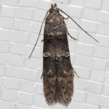 1633 Midrib Gall Moth (Sorhagenia nimbosa)