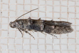 1633 Midrib Gall Moth (Sorhagenia nimbosa)