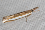 5344 Wide-stripe Grass-veneer (Crambus unistriatellus)