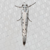 2421.1 Apple Ermine Moth (Yponomeuta malinellus)