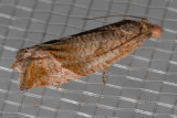 3120 (Pelochrista derelicta)