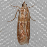 5846 PonderosaPineConewormMoth   (Dioryctriaauranticella)