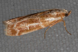5846 Ponderosa Pine Coneworm Moth    (Dioryctria auranticella)