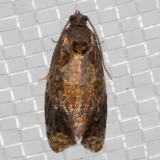 3692 Apricot moth (Ditula angustiorana)