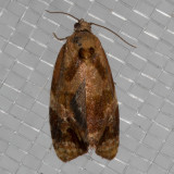 3692 Apricot moth    (Ditula angustiorana)