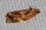 3692 Apricot moth    (Ditula angustiorana)