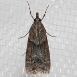 4726 Eudonia torniplagalis (Eudonia torniplagalis)