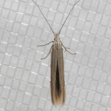 1365 Streaked Coleophora (Coleophora cratipennella)