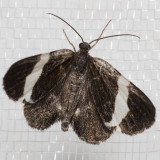 7430 White-striped Black     (Trichodezia albovittata)