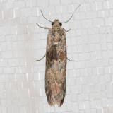 5918 Sugarbeet Crown Borer Moth    (Ancylosis undulatella)