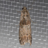 5918 Sugarbeet Crown Borer Moth    (Ancylosis undulatella)