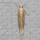 2427 Pine Needle Sheathminer Moth (Zelleria haimbachi)