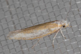 2427 Pine Needle Sheathminer Moth    (Zelleria haimbachi)