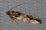 1615 Sweetclover Root Borer Moth    (Walshia miscecolorella)
