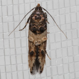 1615 Sweetclover Root Borer Moth    (Walshia miscecolorella)