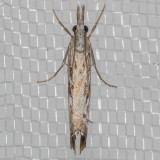 5409 Western Catoptria (Catoptria oregonicus)