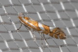 0750.2 (Phyllonorycter elmaella) Western Tentiform Leafminer (T)