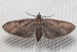 7600 (Eupithecia graefii)