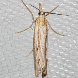 5453 Western Lawn Moth    (Tehama bonifatella)