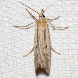 5453 Western Lawn Moth    (Tehama bonifatella)