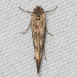 1673 Chenopodium Scythris Moth    (Scythris limbella)
