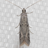 5946.1 Phycitodes mucidella (Phycitodes mucidella)