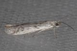 5946.1 Phycitodes mucidella (Phycitodes mucidella)